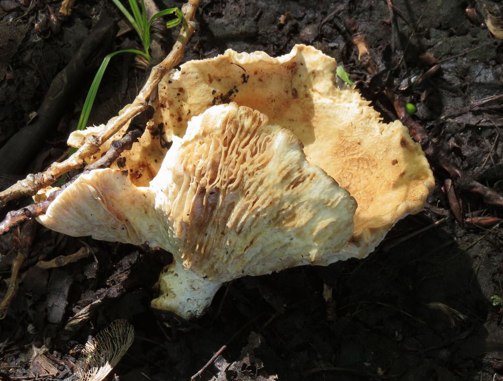 Russula