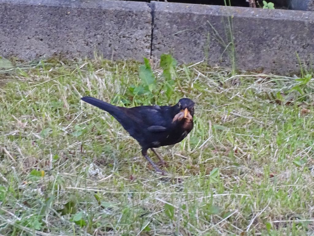 Turdus merula Linnaeus, 1758