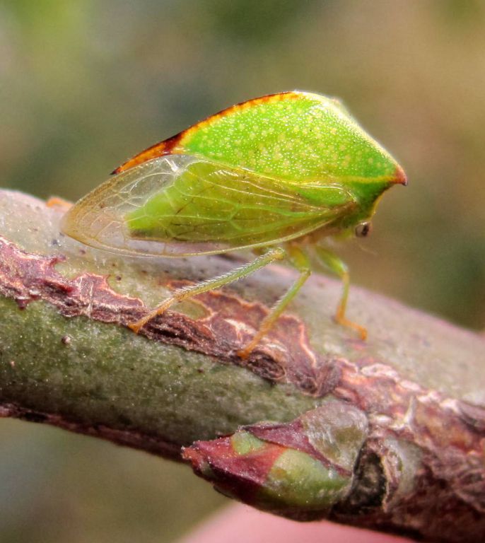Stictocephala bisonia Kopp & Yonke, 1977