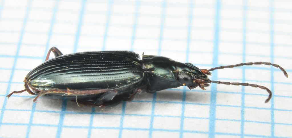 Bembidion (Bembidionetolitzkya) tibiale (Duftschmid, 1812)