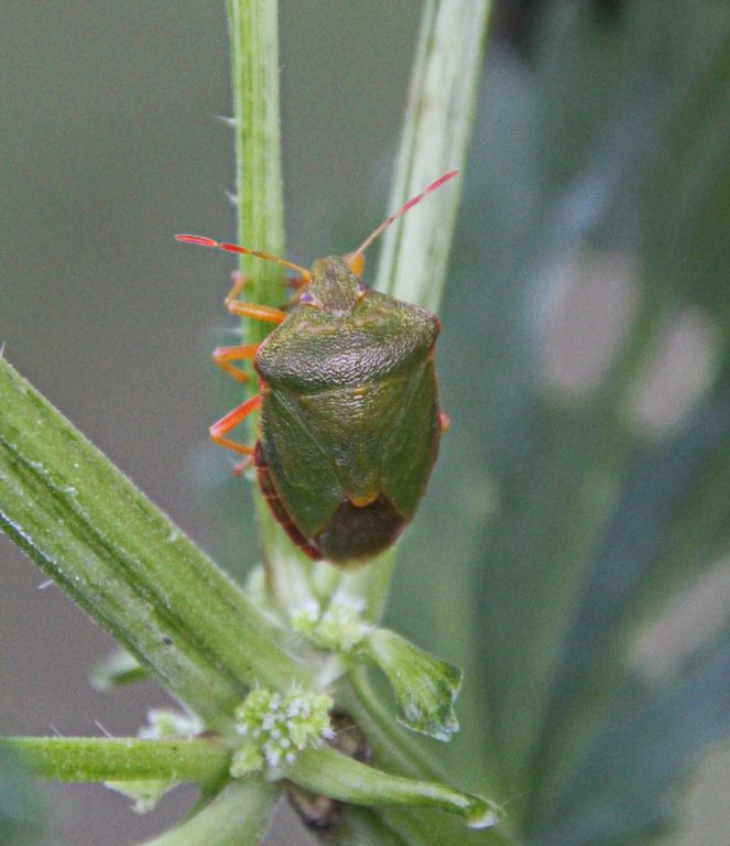 Palomena prasina (Linnaeus, 1761)