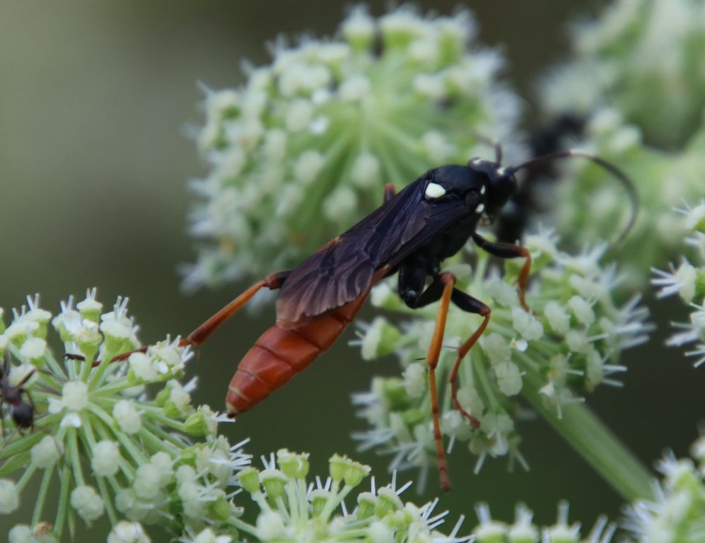 Ichneumoninae