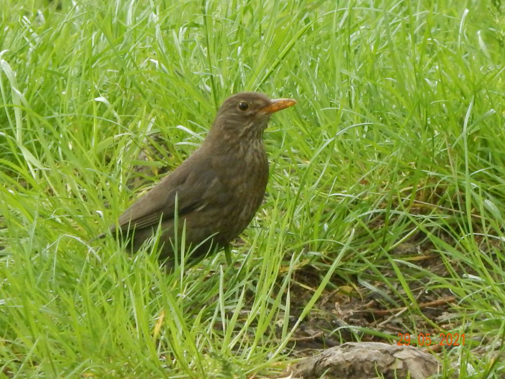 Turdus merula Linnaeus, 1758
