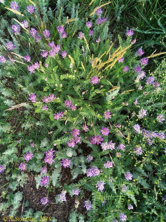 Astragalus onobrychis L.