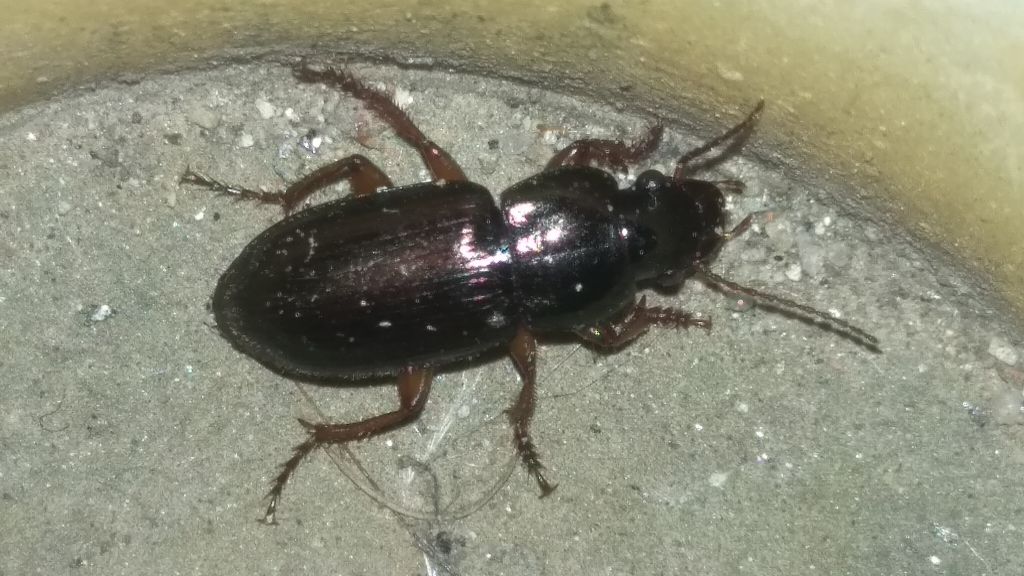 Harpalus affinis (Schrank, 1781)