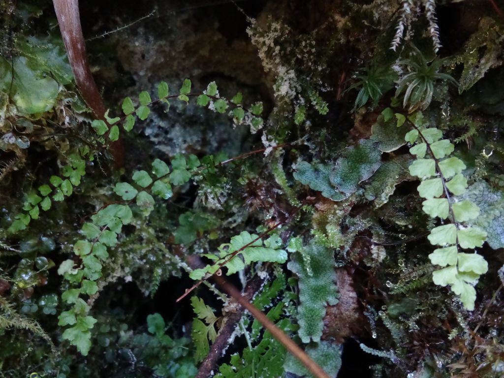 Asplenium trichomanes L.