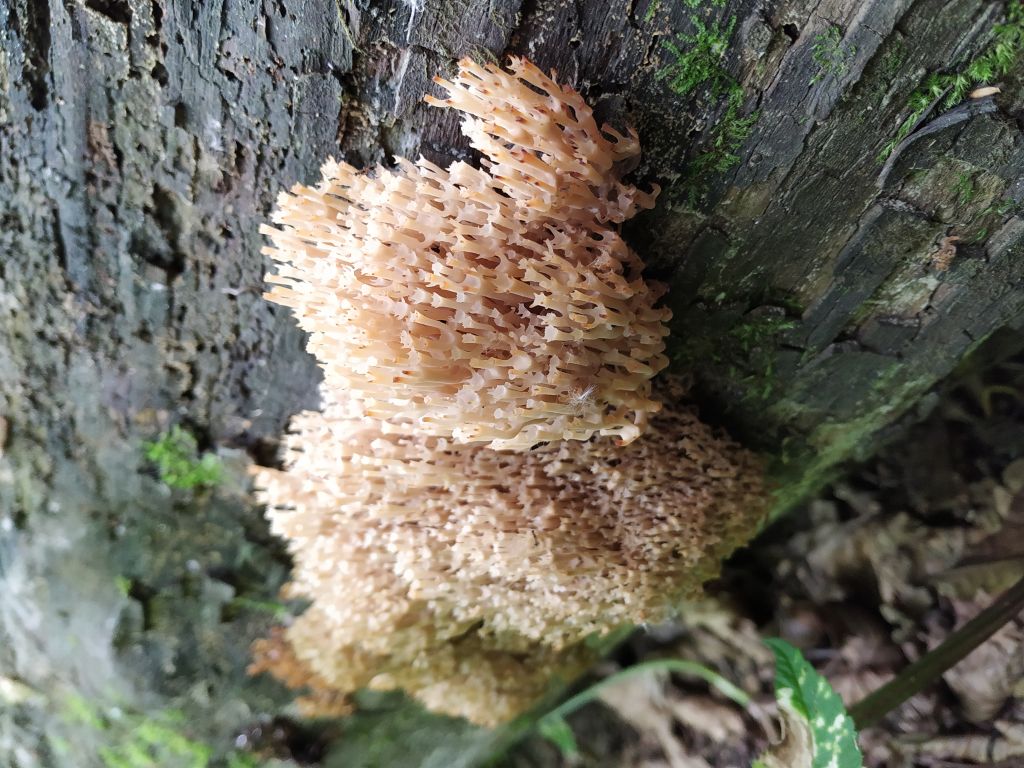 Artomyces pyxidatus (Pers.) Jülich