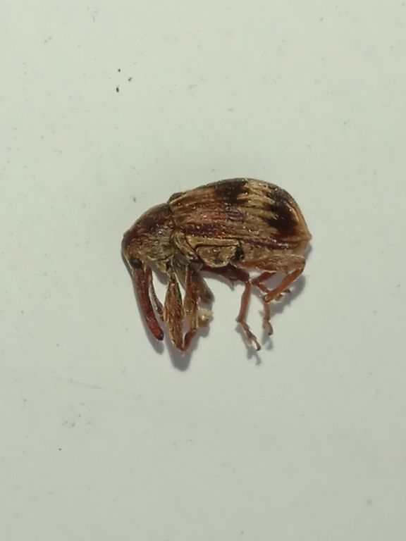 Anthonomus (Furcipus) rectirostris (Linnaeus, 1758)
