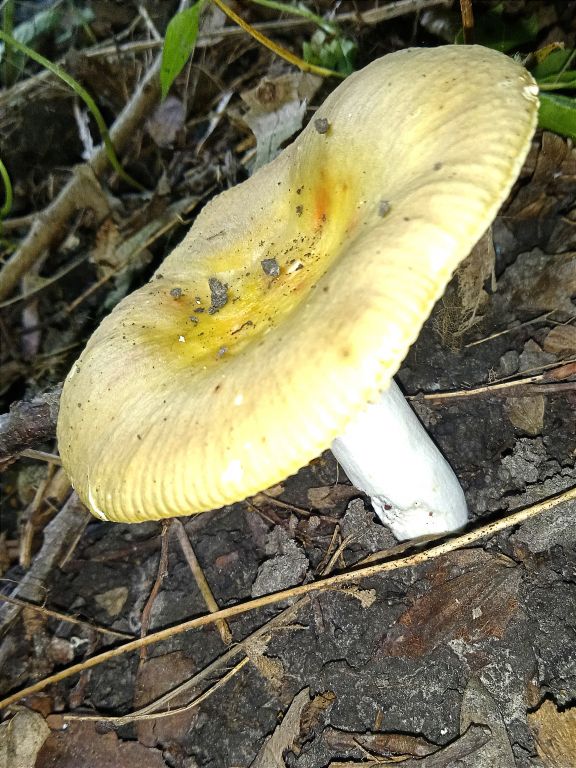 Russula
