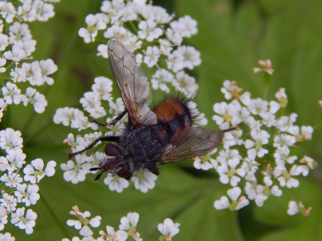 Tachinidae Robineau-Desvoidy, 1830
