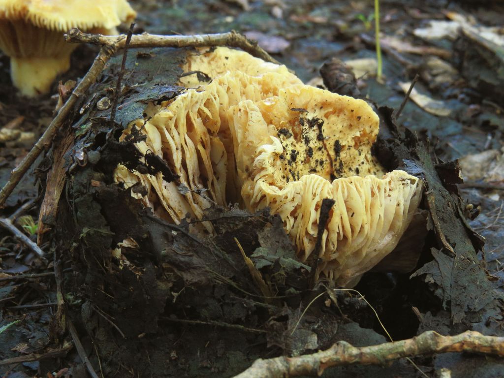 Russula