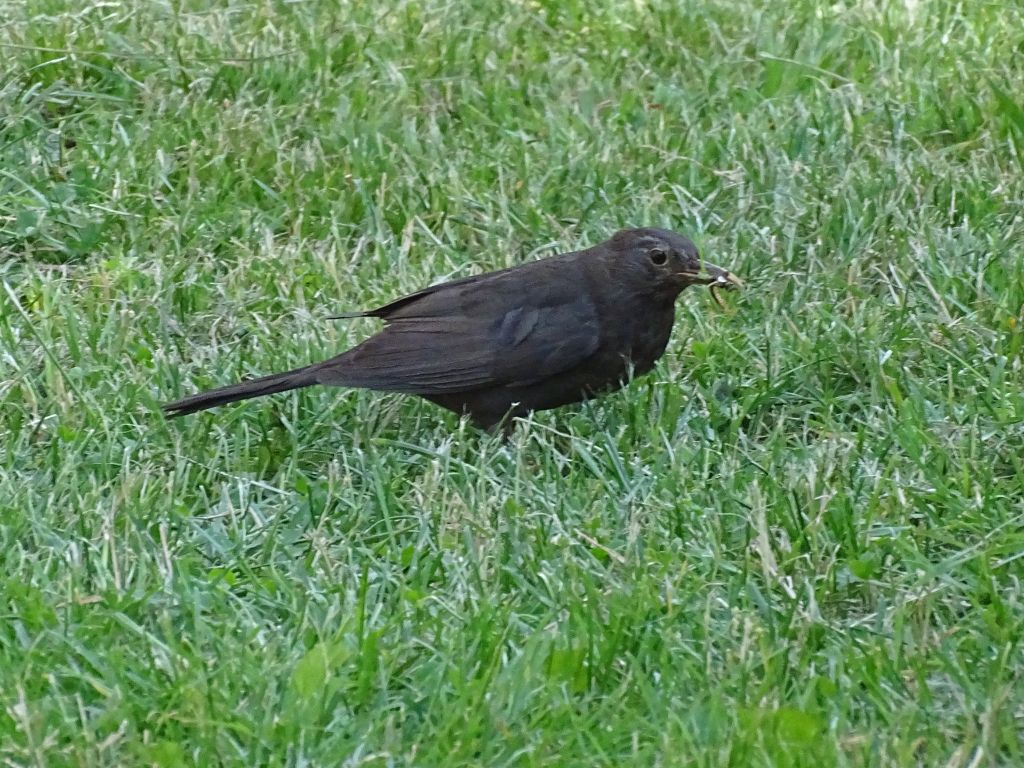 Turdus merula Linnaeus, 1758