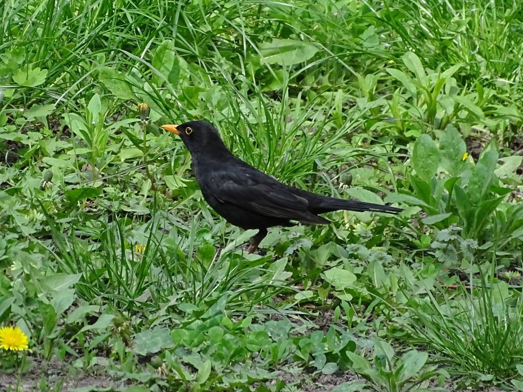 Turdus merula Linnaeus, 1758