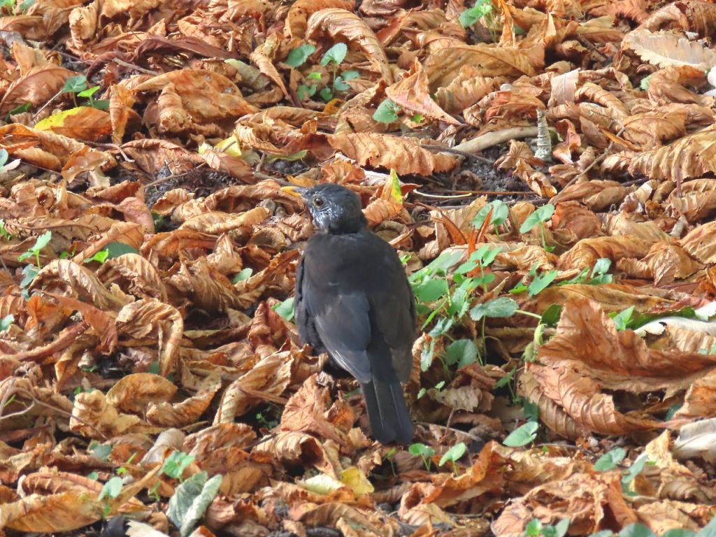 Turdus merula Linnaeus, 1758