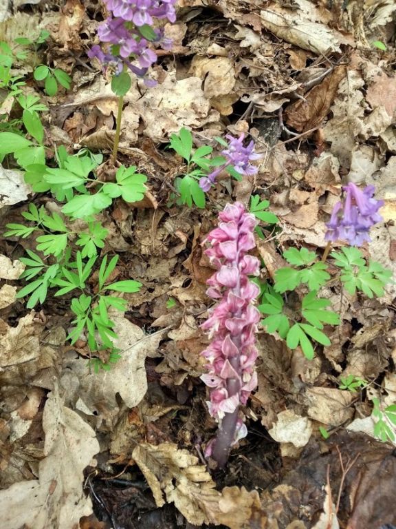 Lathraea squamaria L.