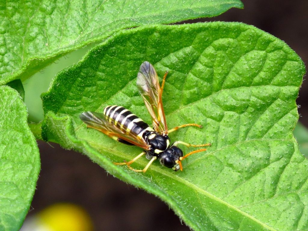 Tenthredinidae