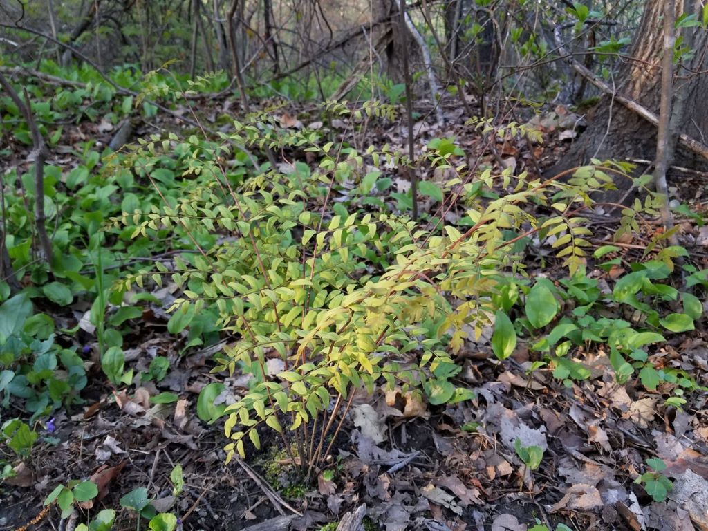 Osmunda regalis