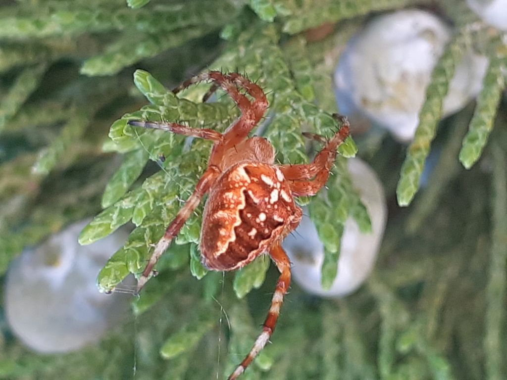 Araneus diadematus Clerck, 1757