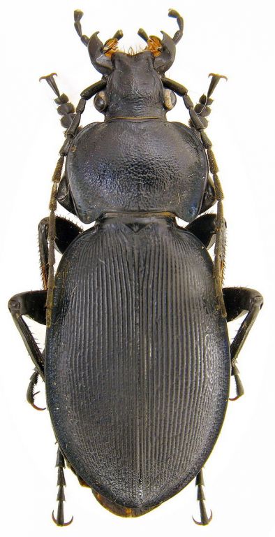 Carabus (Morphocarabus) rothi hampei (Küster, 1846)