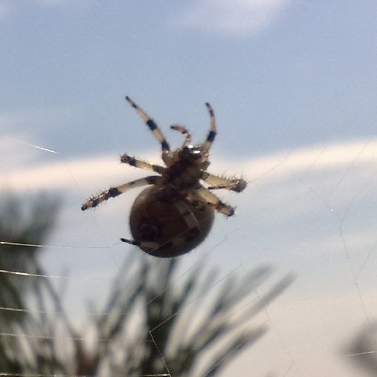 Araneidae