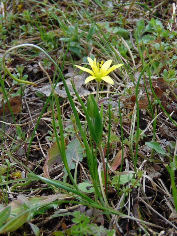 Gagea villosa (M.Bieb.) Sweet