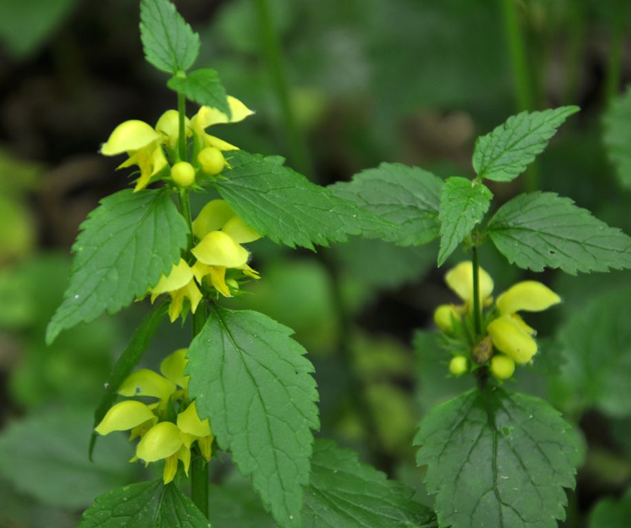 Lamium galeobdolon (L.) L.