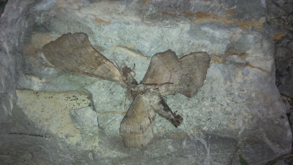 Laothoe populi (Linnaeus, 1758)
