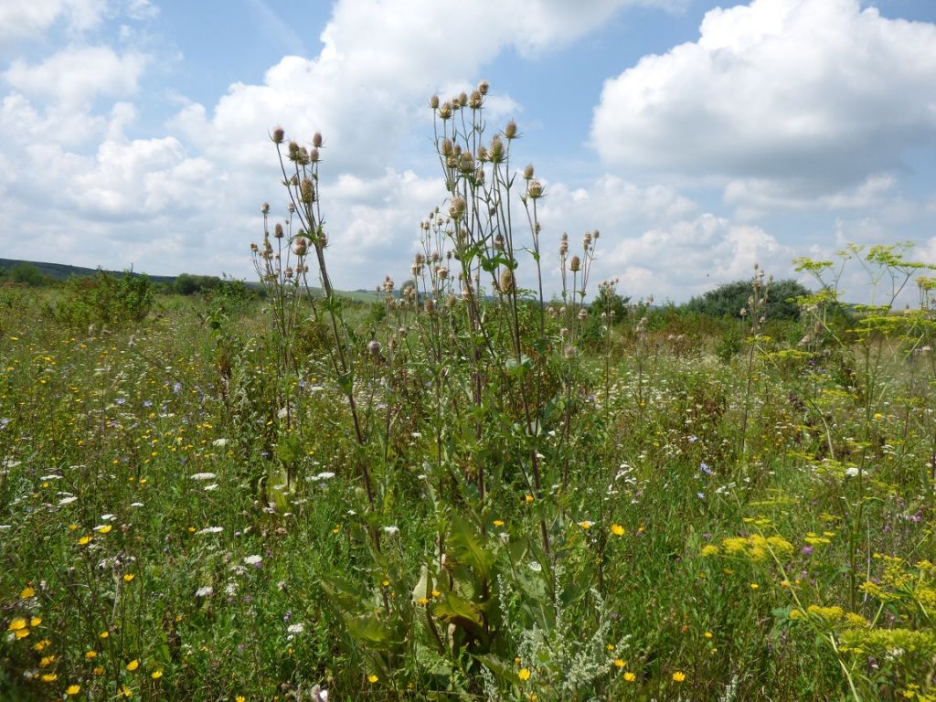 Dipsacus laciniatus L.
