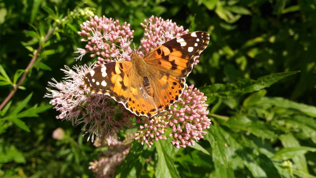Vanessa cardui (Linnaeus, 1758)