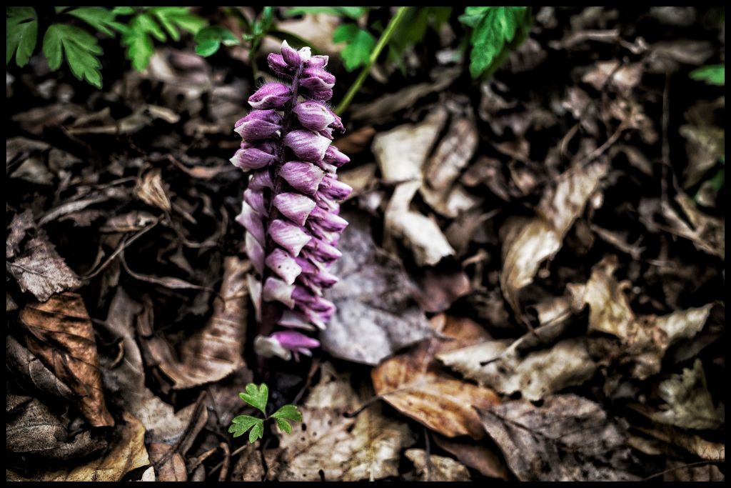 Lathraea squamaria L.