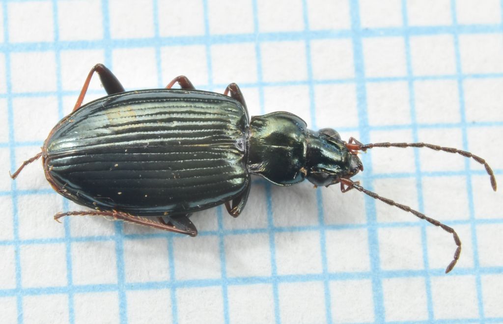 Bembidion (Bembidionetolitzkya) tibiale (Duftschmid, 1812)
