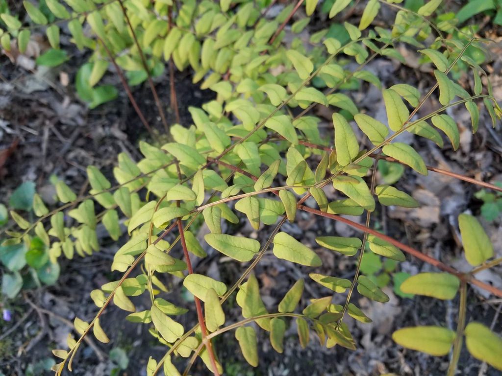 Osmunda regalis