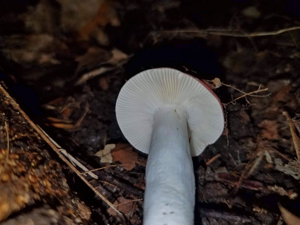 Russula