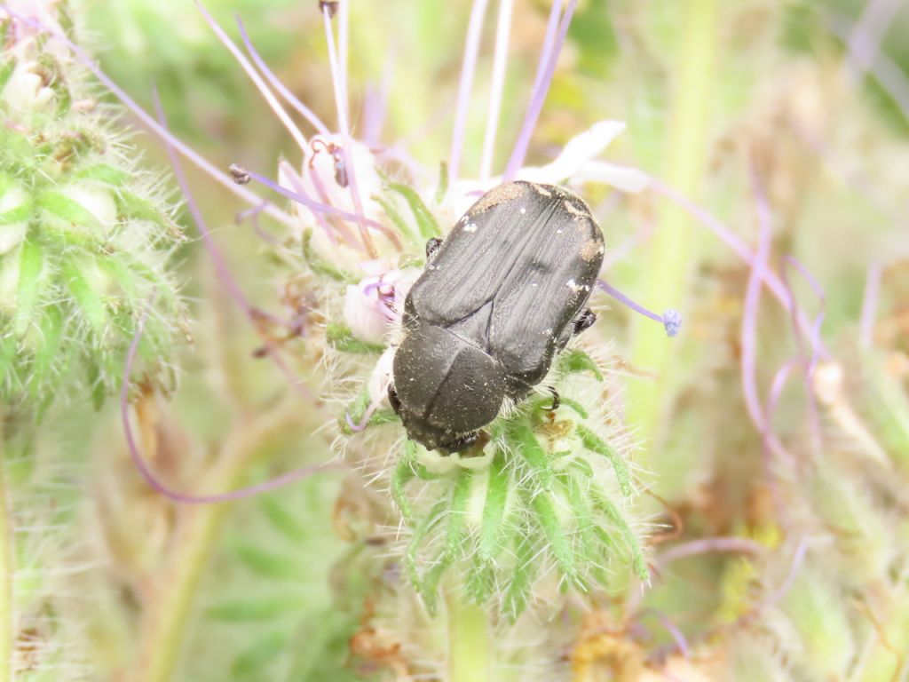 Tropinota (Epicometis) hirta (Poda von Neuhaus, 1761)