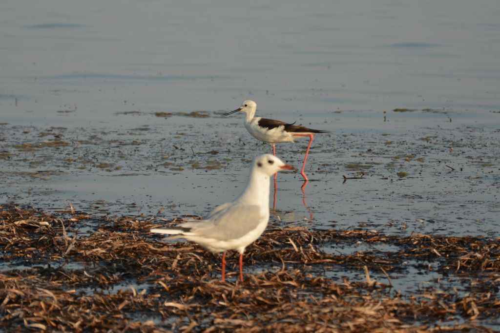 Himantopus himantopus (Linnaeus, 1758)
