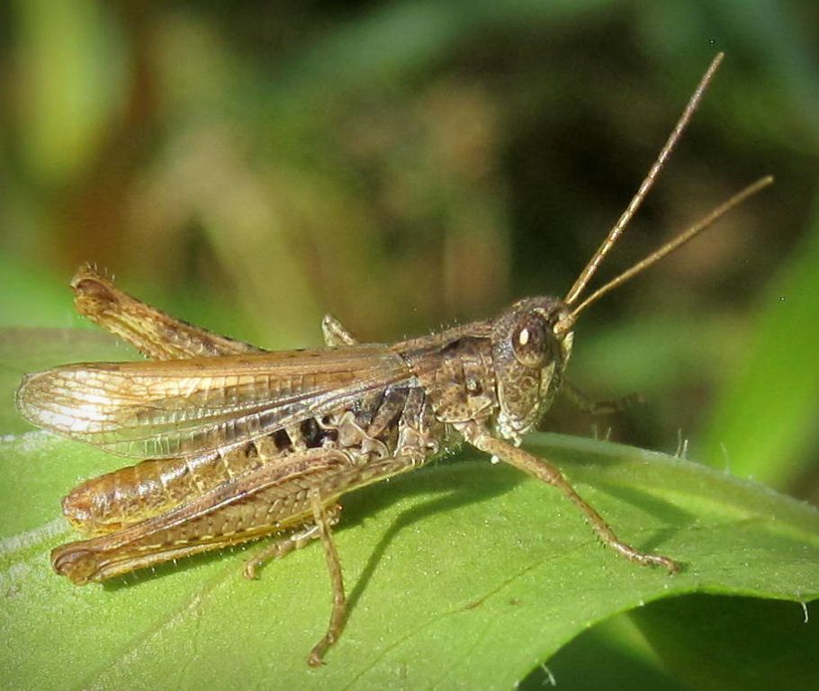 Chorthippus apricarius (Linnaeus, 1758)