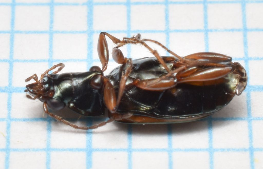 Bembidion (Notaphus) varium (G.-A. Olivier, 1795)