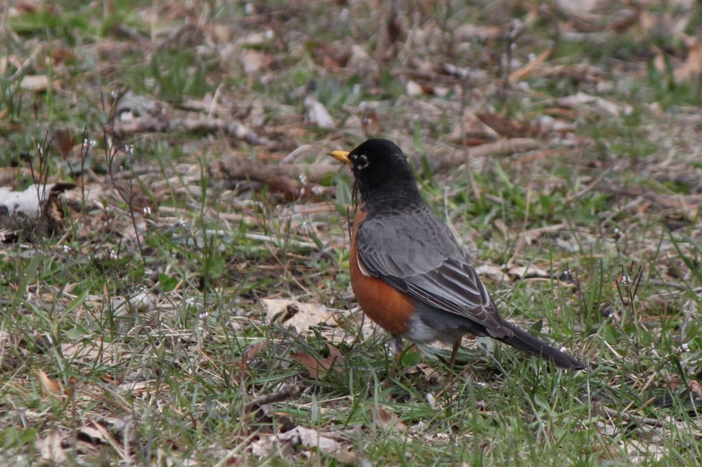 Turdus migratorius Linnaeus, 1766