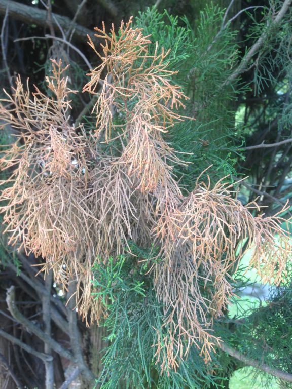 Lophodermium