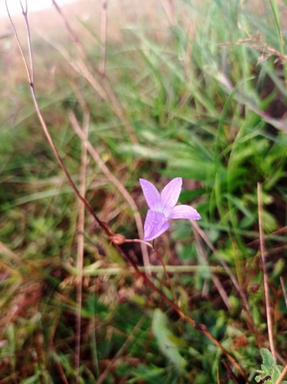 Campanula patula L.