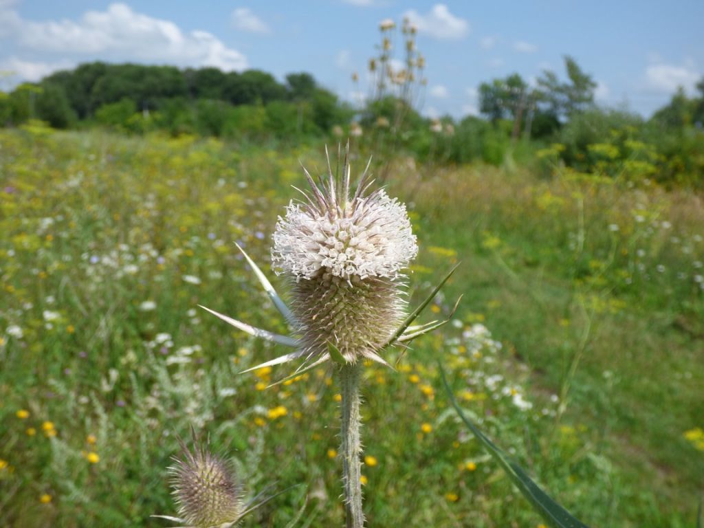Dipsacus laciniatus L.