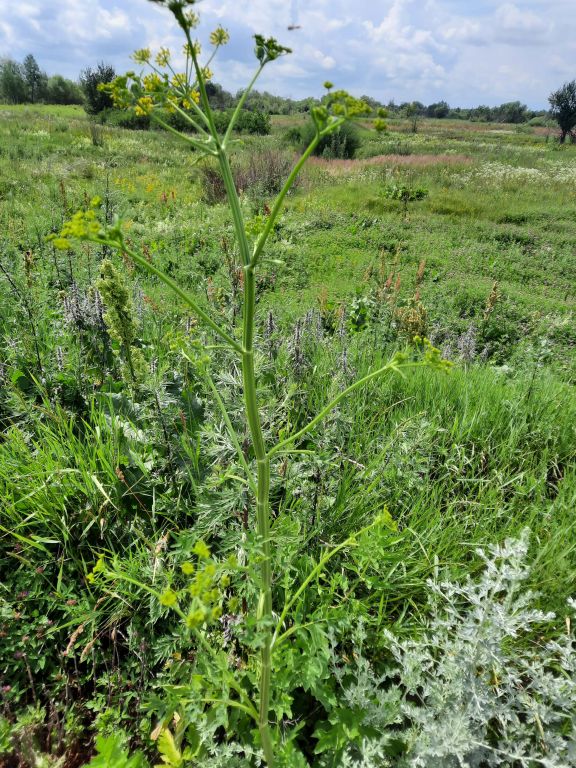 Pastinaca sativa L.