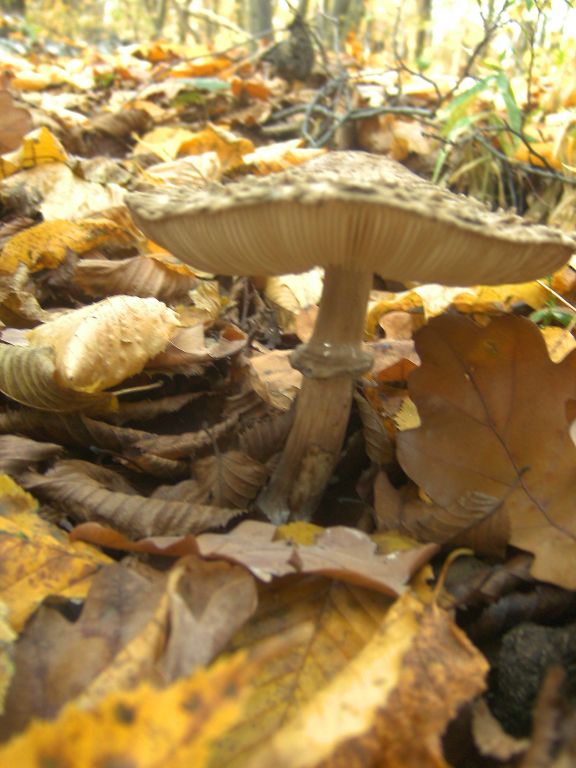 Chlorophyllum