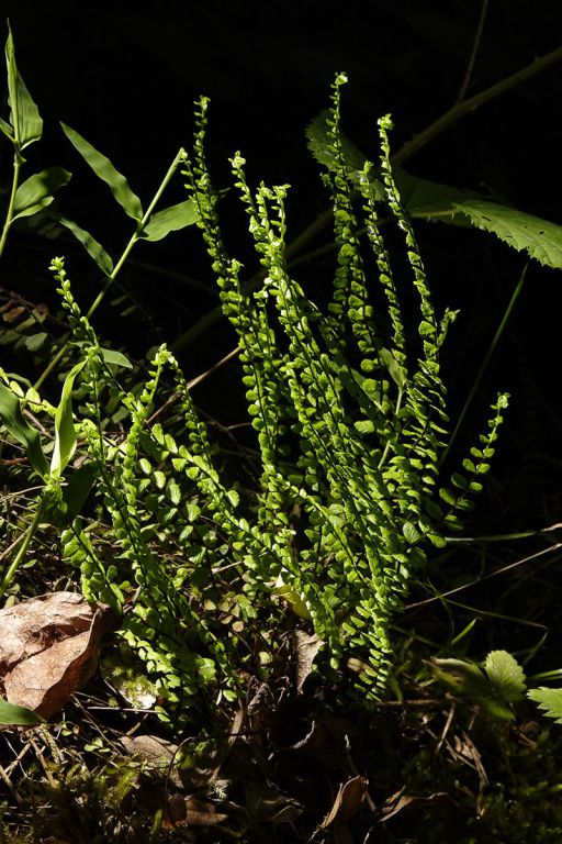 Asplenium trichomanes L.