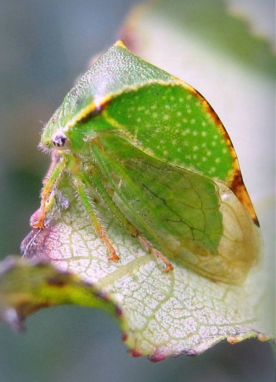 Stictocephala bisonia Kopp & Yonke, 1977
