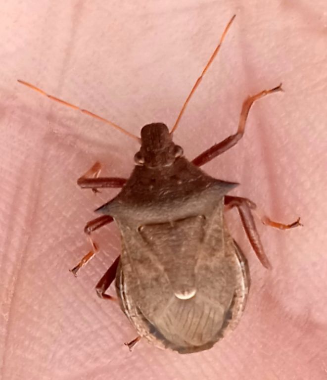 Picromerus bidens (Linnaeus, 1758)