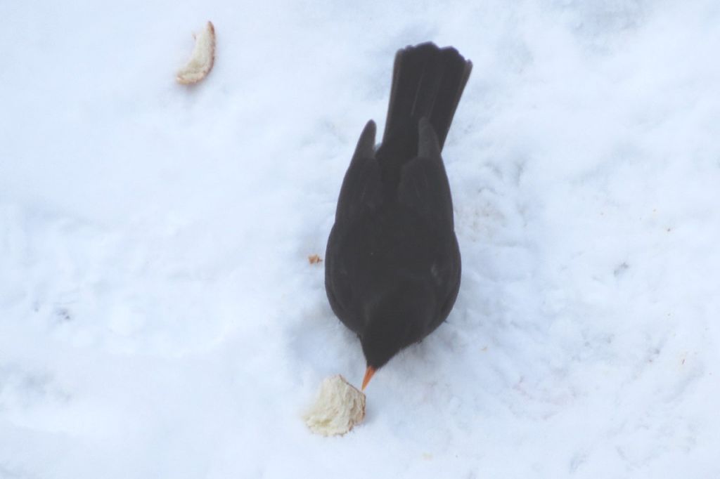 Turdus merula Linnaeus, 1758