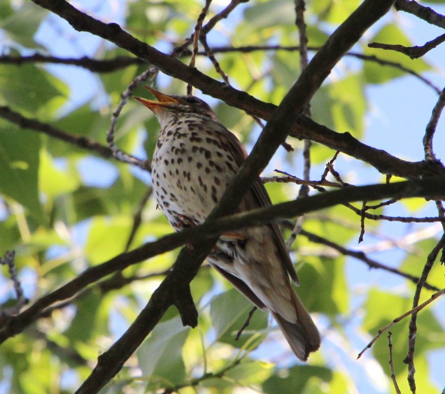 Turdus philomelos C.L.Brehm, 1831