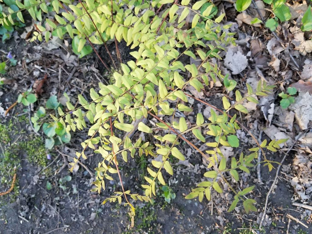 Osmunda regalis