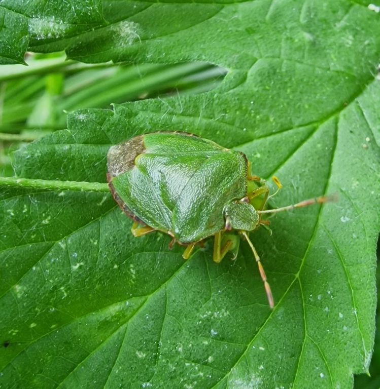 Palomena prasina (Linnaeus, 1761)